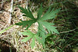 Image of Geranium rivulare Vill.