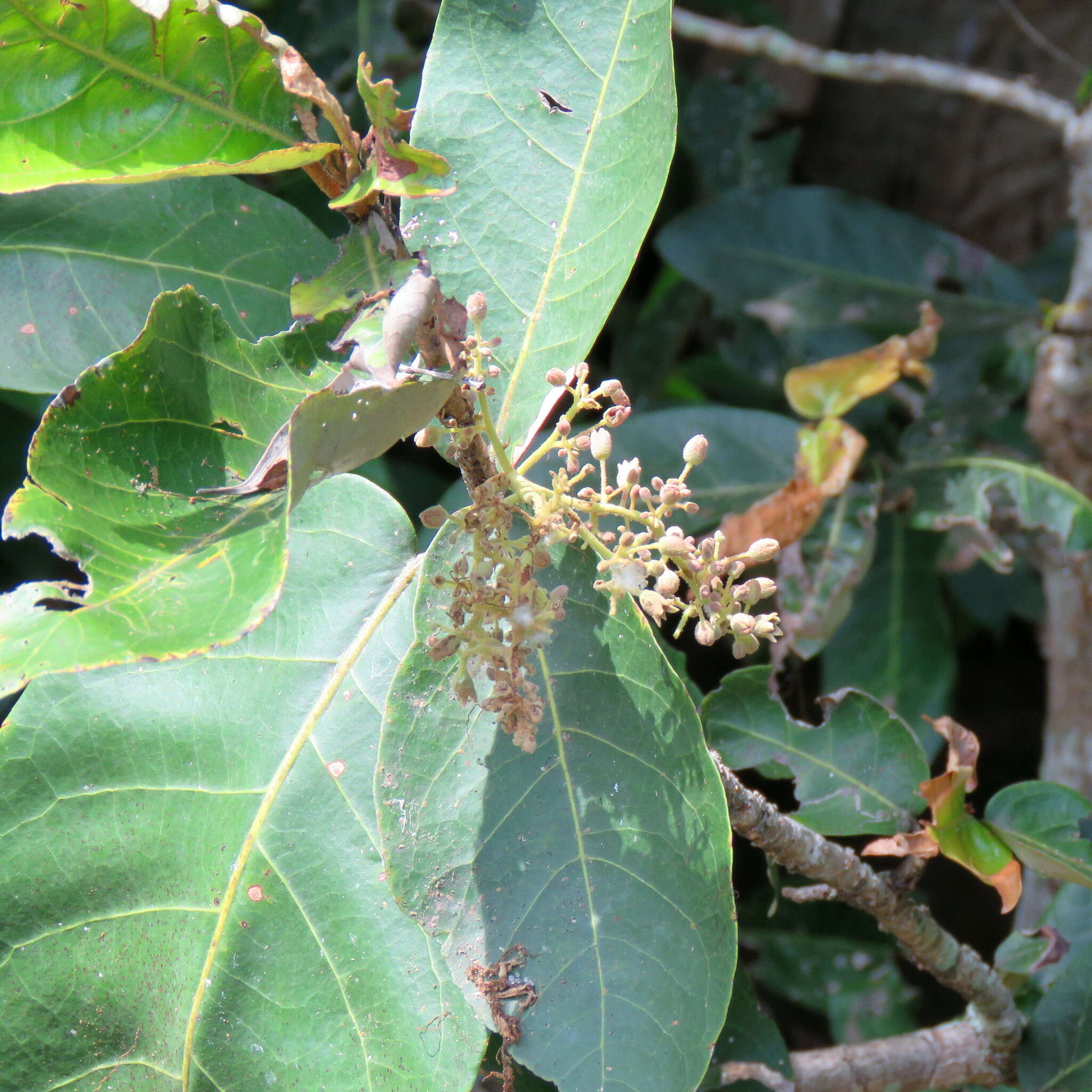 Image of Sundari tree