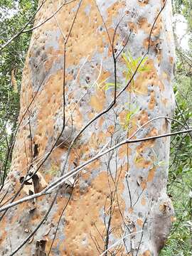 Image of Brittle Gum