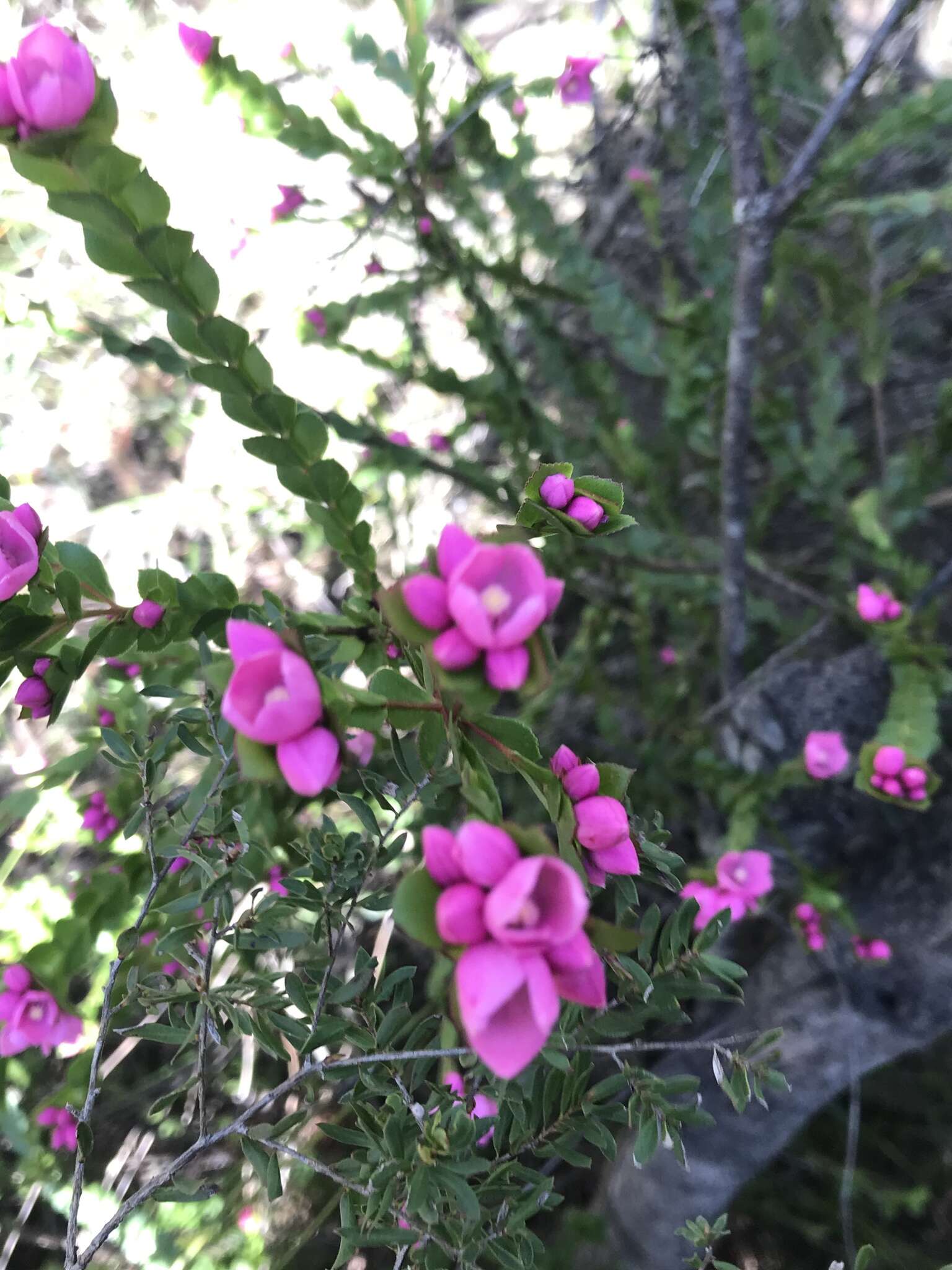 Image of Australian Native Rose