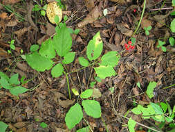 Image of Chinese ginseng