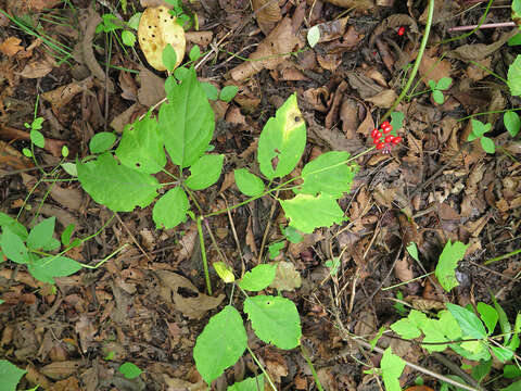 Image of Chinese ginseng