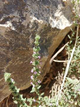 Image of Micromeria myrtifolia Boiss. & Hohen.