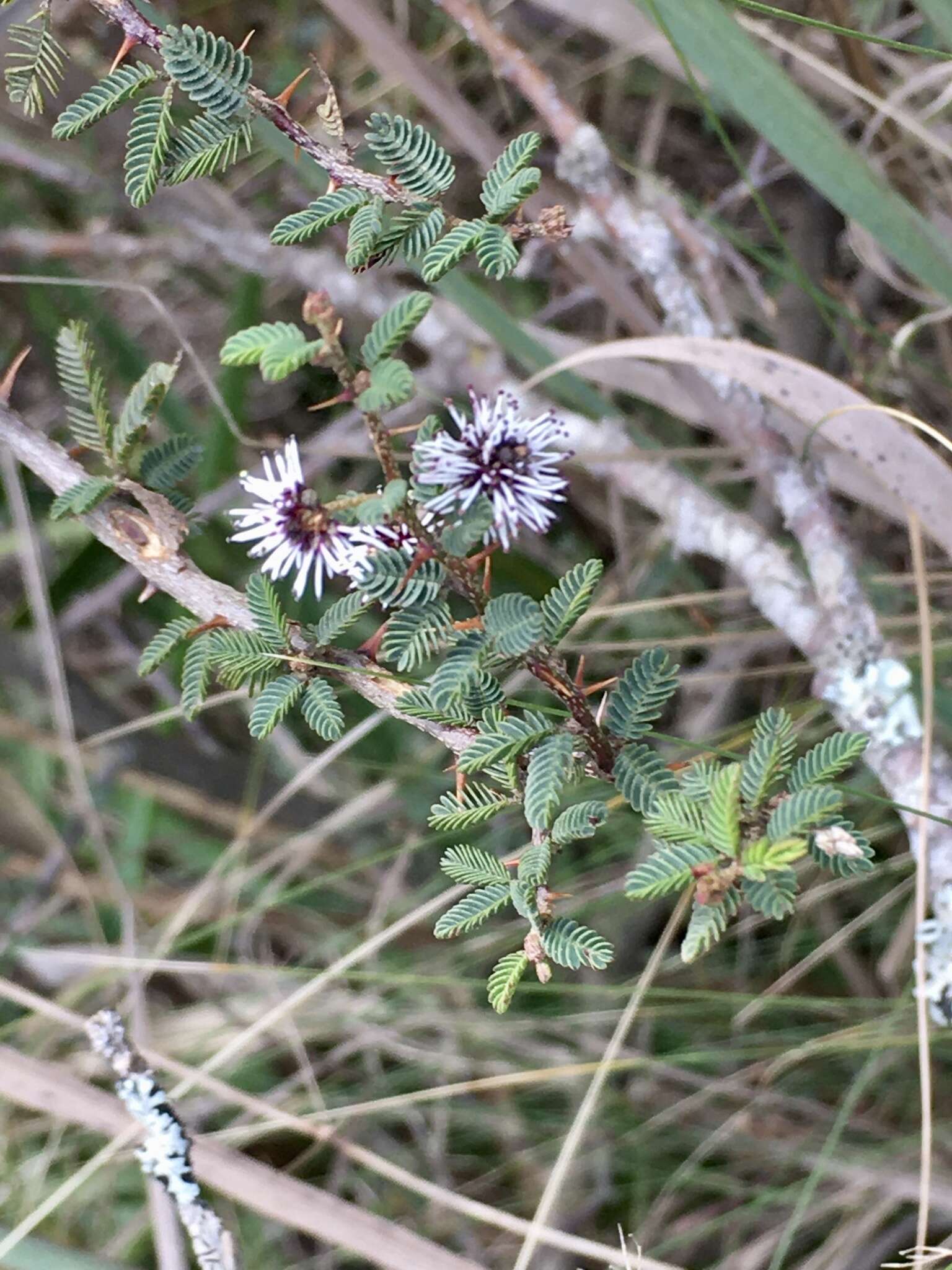 Image of Mimosa ramulosa Benth.