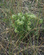 Image of Onosma gmelinii Ledeb.