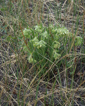 Image de Onosma gmelinii Ledeb.