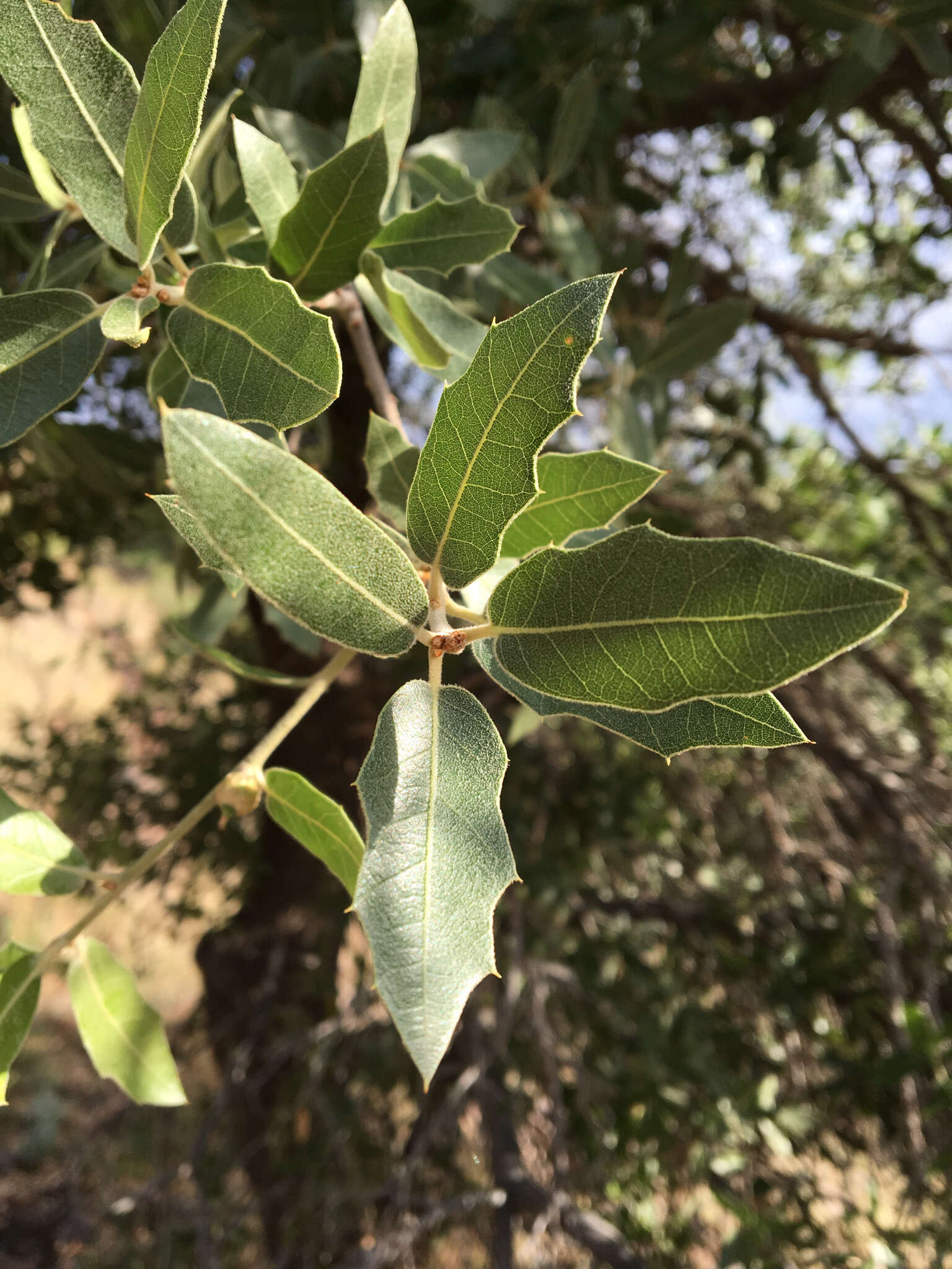 Image of Emory Oak