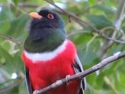 Imagem de Trogon elegans canescens Van Rossem 1934