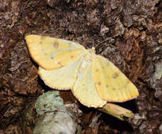 Image of Sulphur Moth