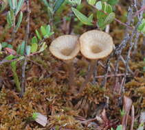 Image of Arrhenia sphagnicola (Berk.) Redhead, Lutzoni, Moncalvo & Vilgalys 2002