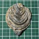 Image of Mollusca