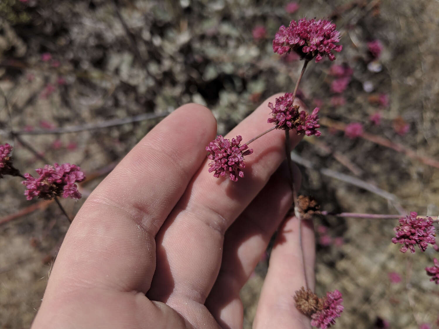 Image of redflower buckwheat