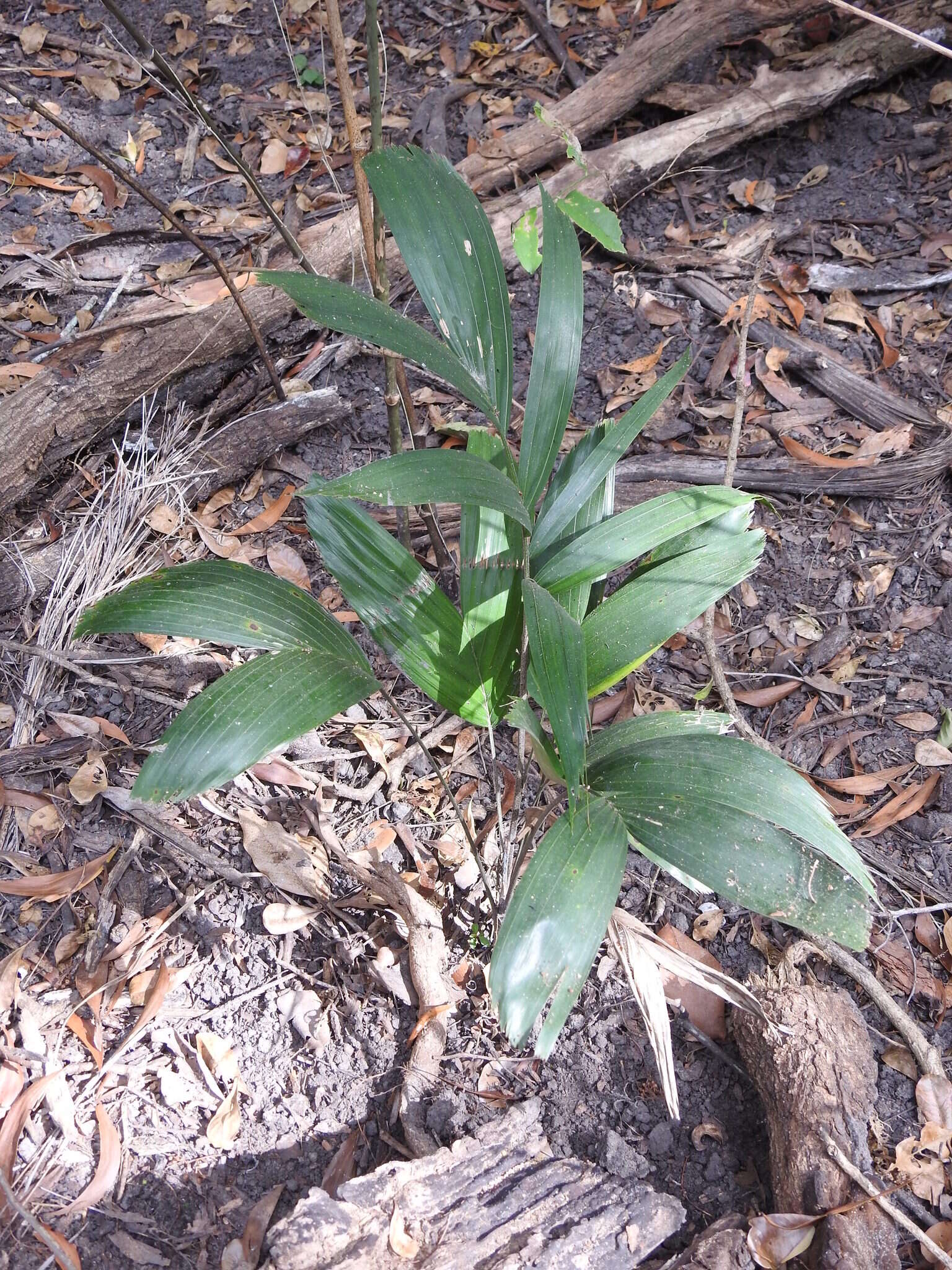 Image of Carpentaria acuminata (H. Wendl. & Drude) Becc.