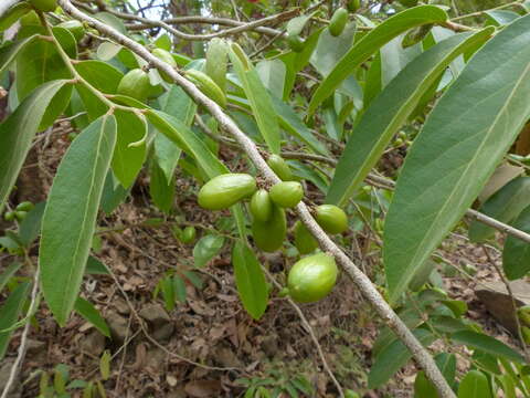 Image of Casearia tomentosa Roxb.