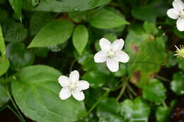 Image of Kidney-Leaf Grass-of-Parnassus