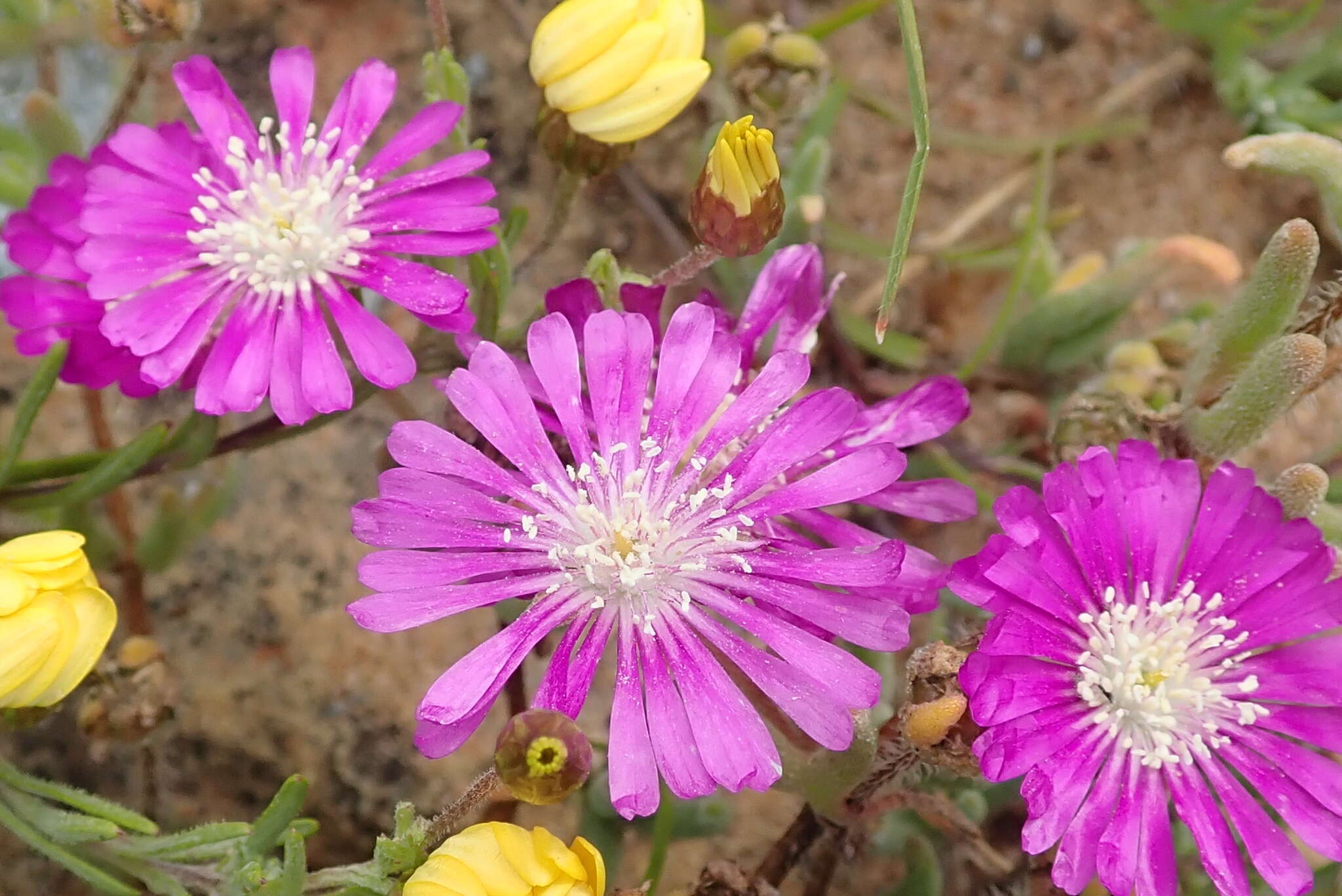 Imagem de Drosanthemum latipetalum L. Bol.