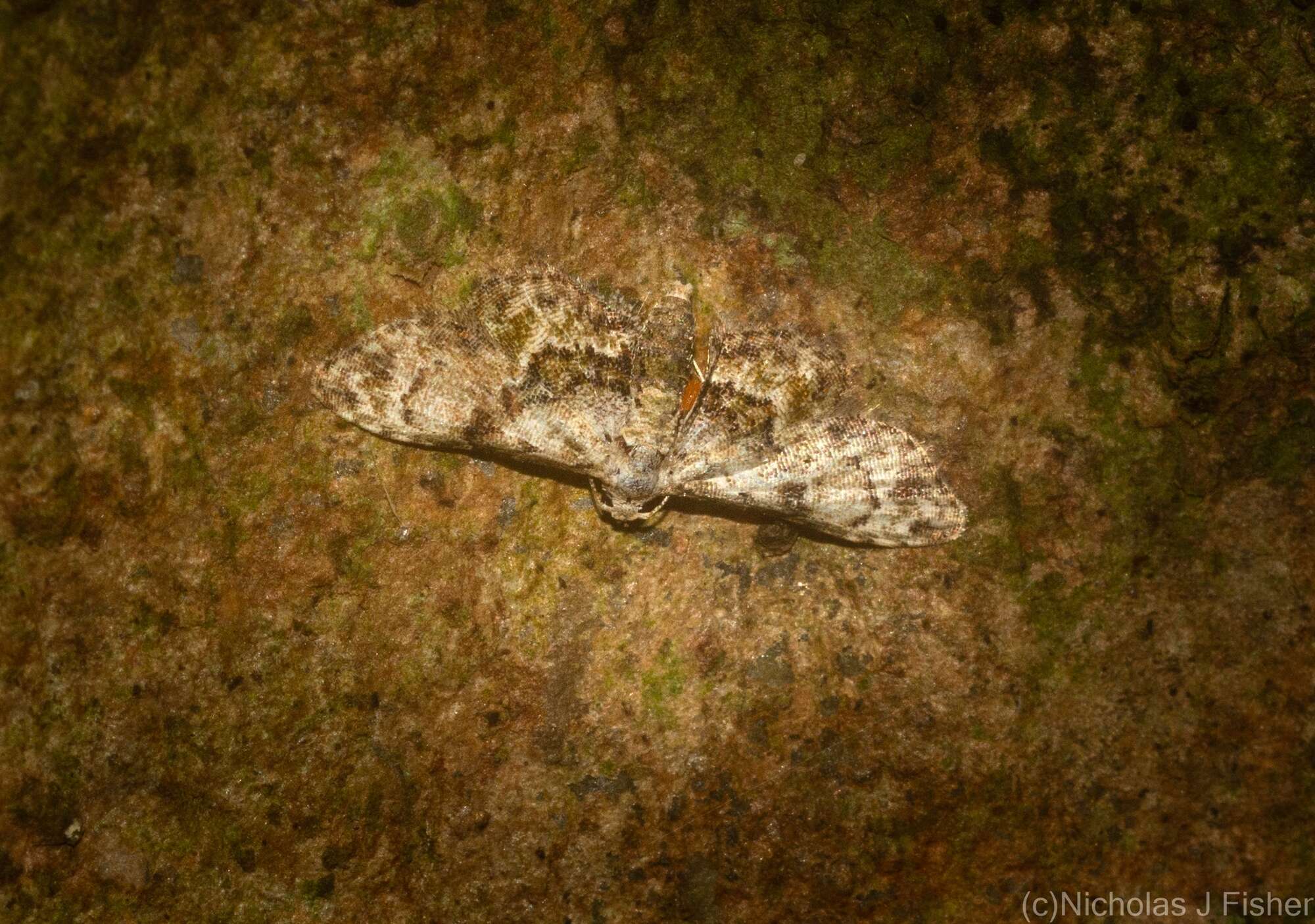 Image of Trissernis ochrochlora Turner 1902