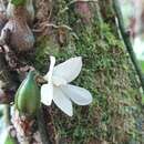 Imagem de Dendrobium prasinum Lindl.