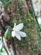 Imagem de Dendrobium prasinum Lindl.