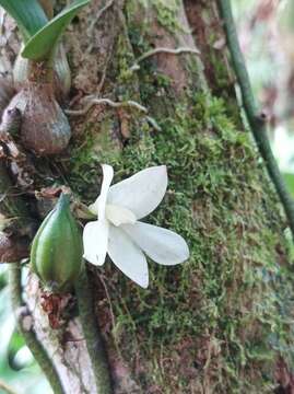 Image of Dendrobium prasinum Lindl.