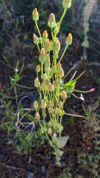 Imagem de Blackstonia acuminata (Koch & Ziz) Domin