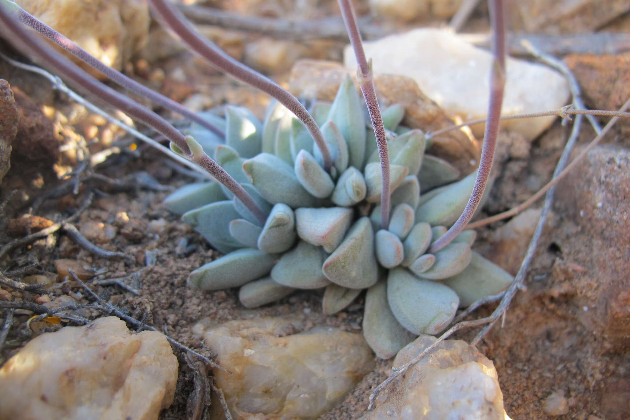 Crassula namaquensis subsp. namaquensis resmi