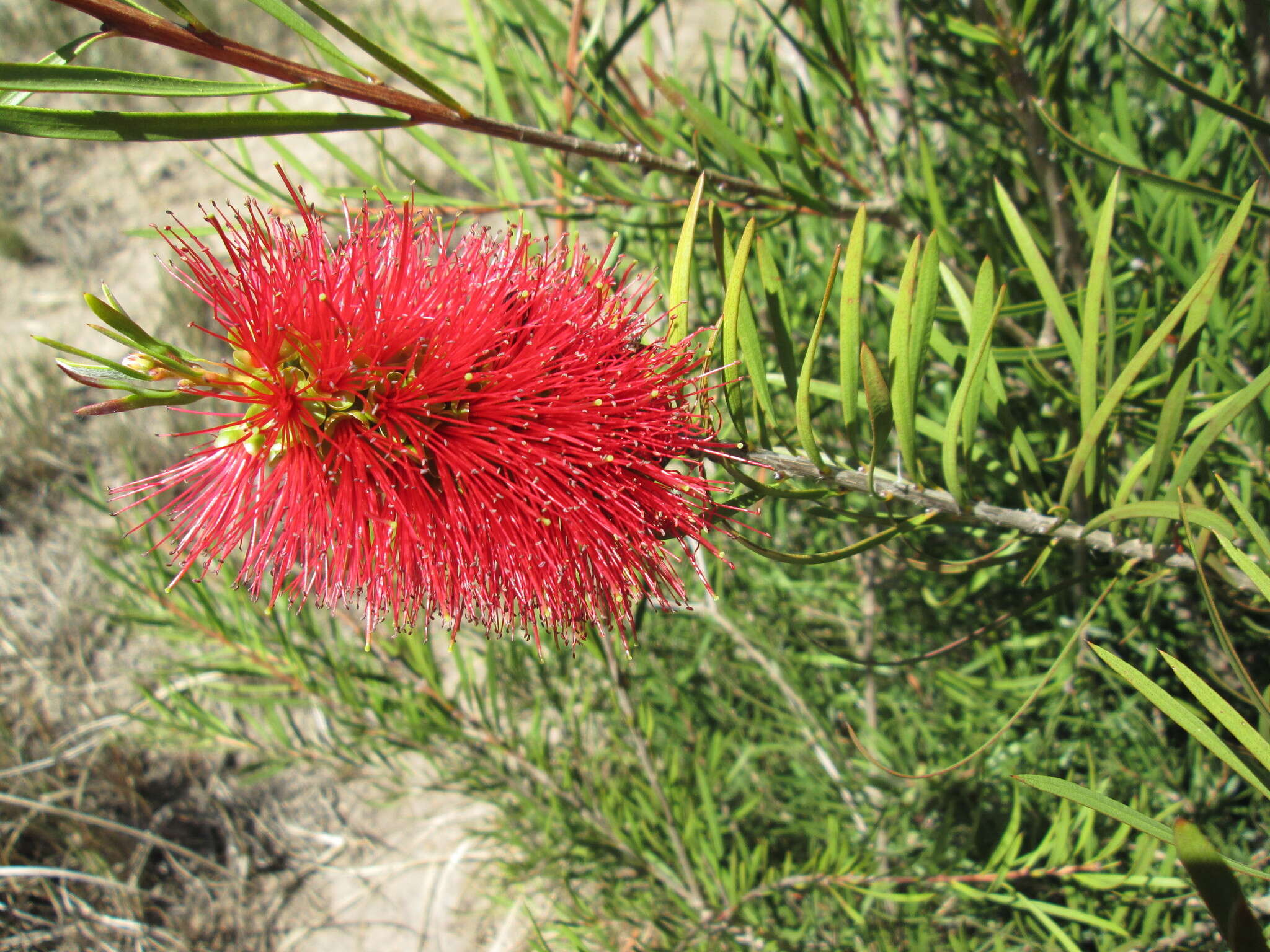 صورة Callistemon linearis (Schrad. & Wendl.) Colv. ex Sweet