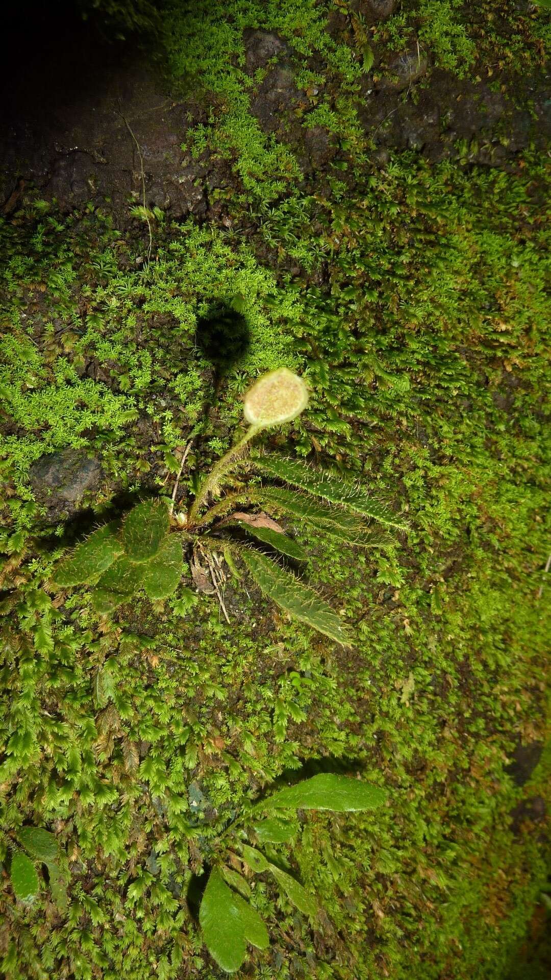 Image of Elaphoglossum spatulatum (Bory) Moore