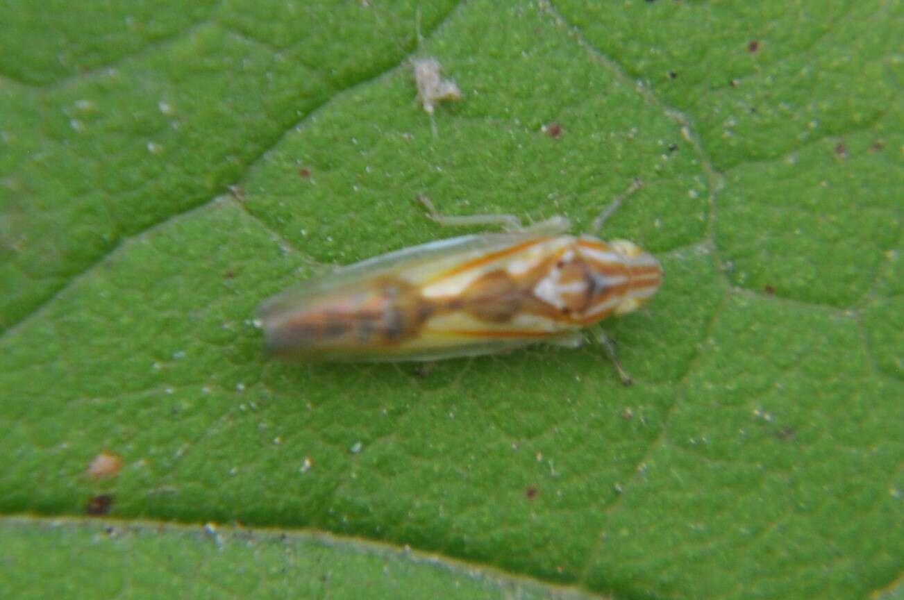 Plancia ëd Neocoelidia bilobata (De Long 1953)