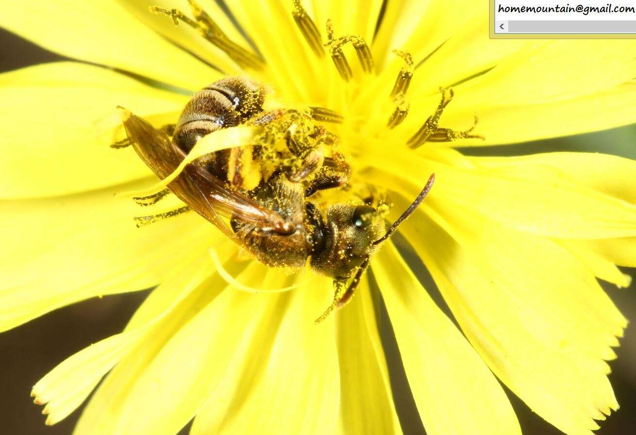 Halictus aerarius Smith 1873 resmi