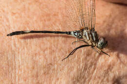 Image of Pale-faced Clubskimmer