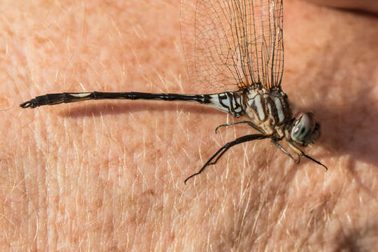 Image of Pale-faced Clubskimmer