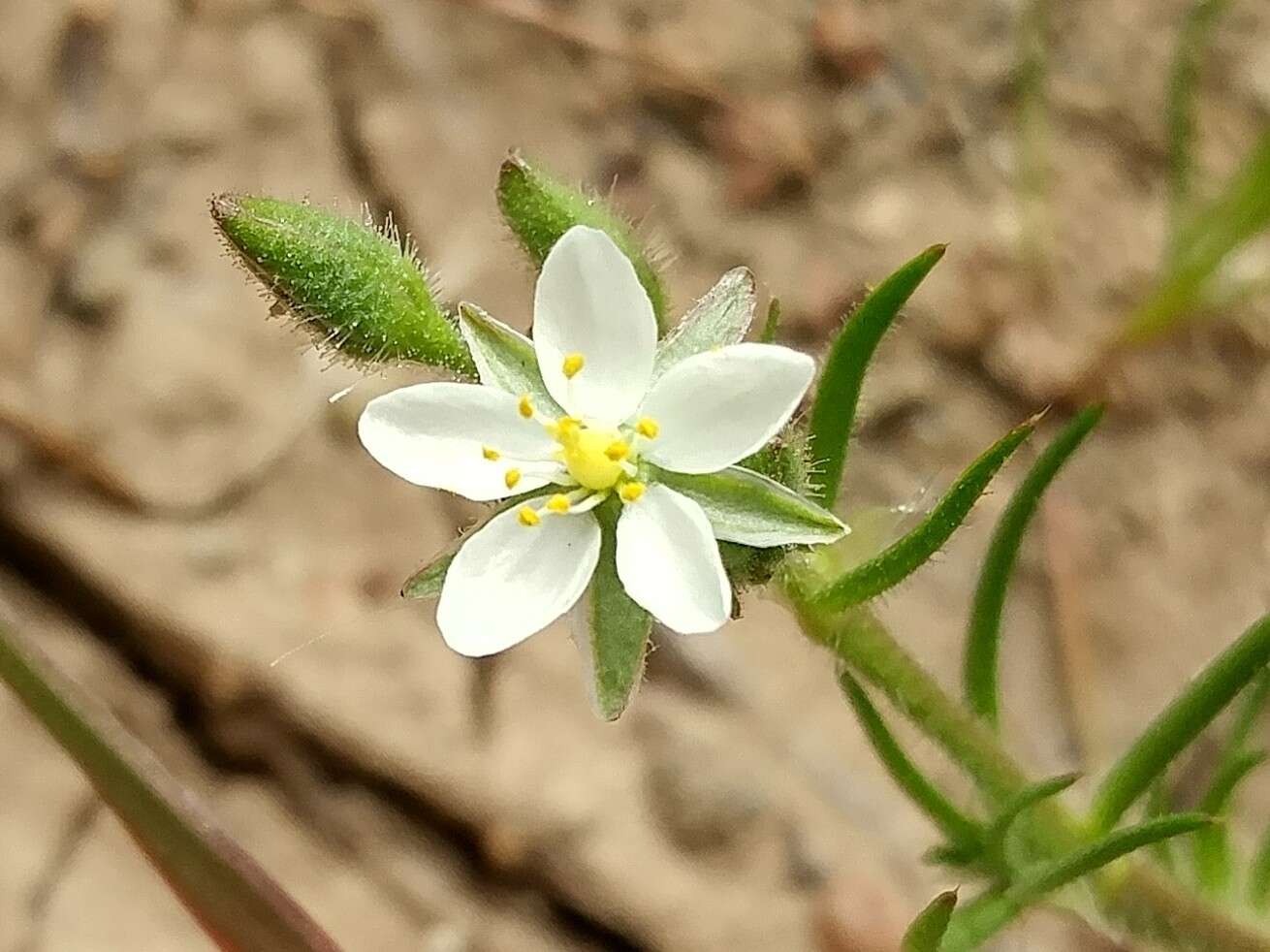 Imagem de Spergula villosa Persoon