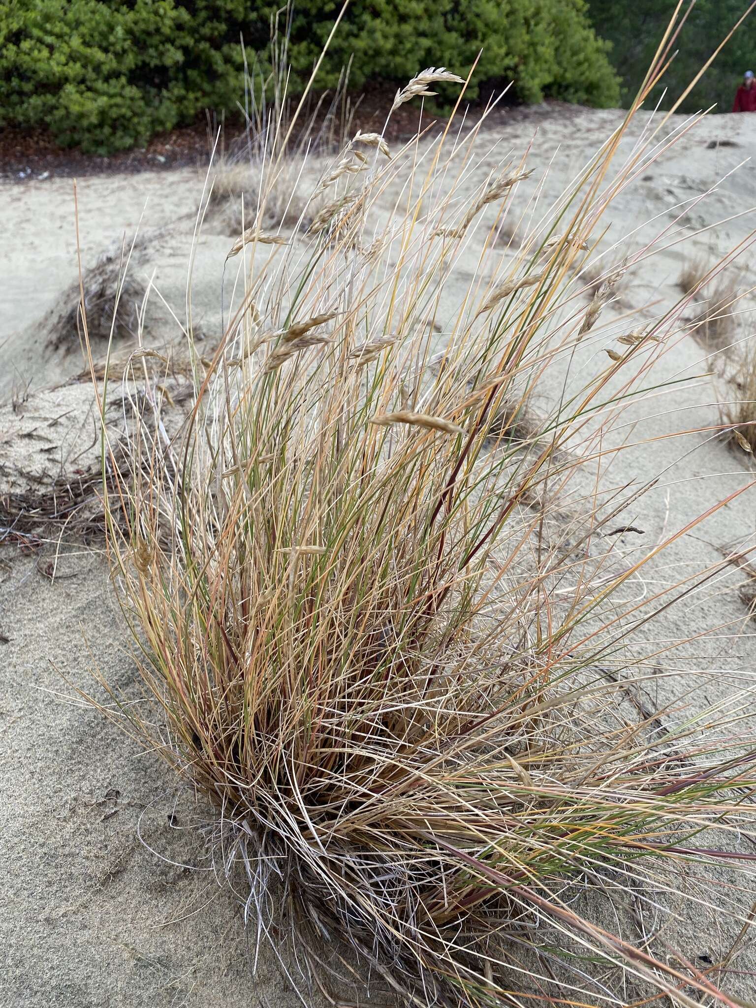 Image de Poa macrantha Vasey