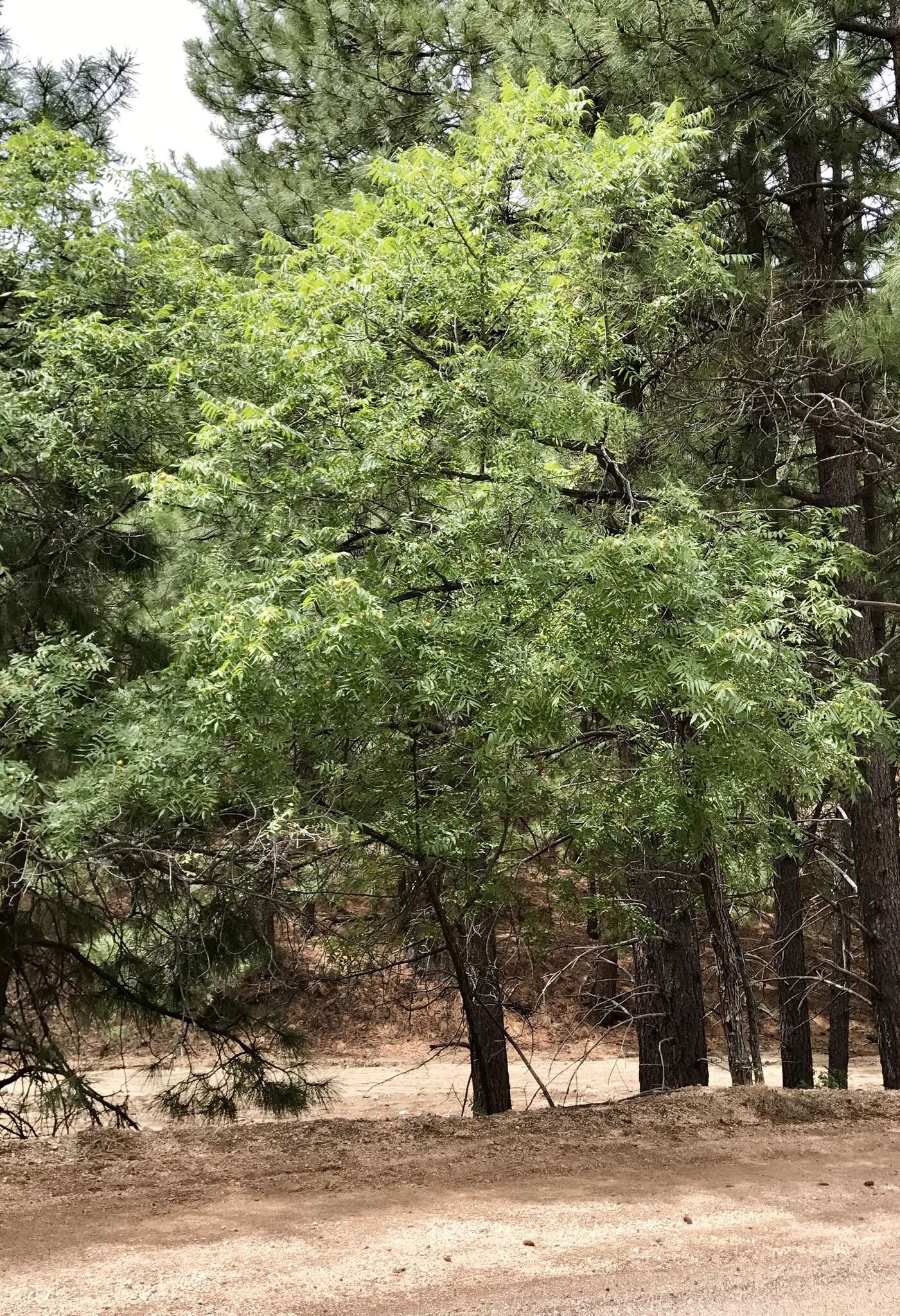 Image of Arizona walnut