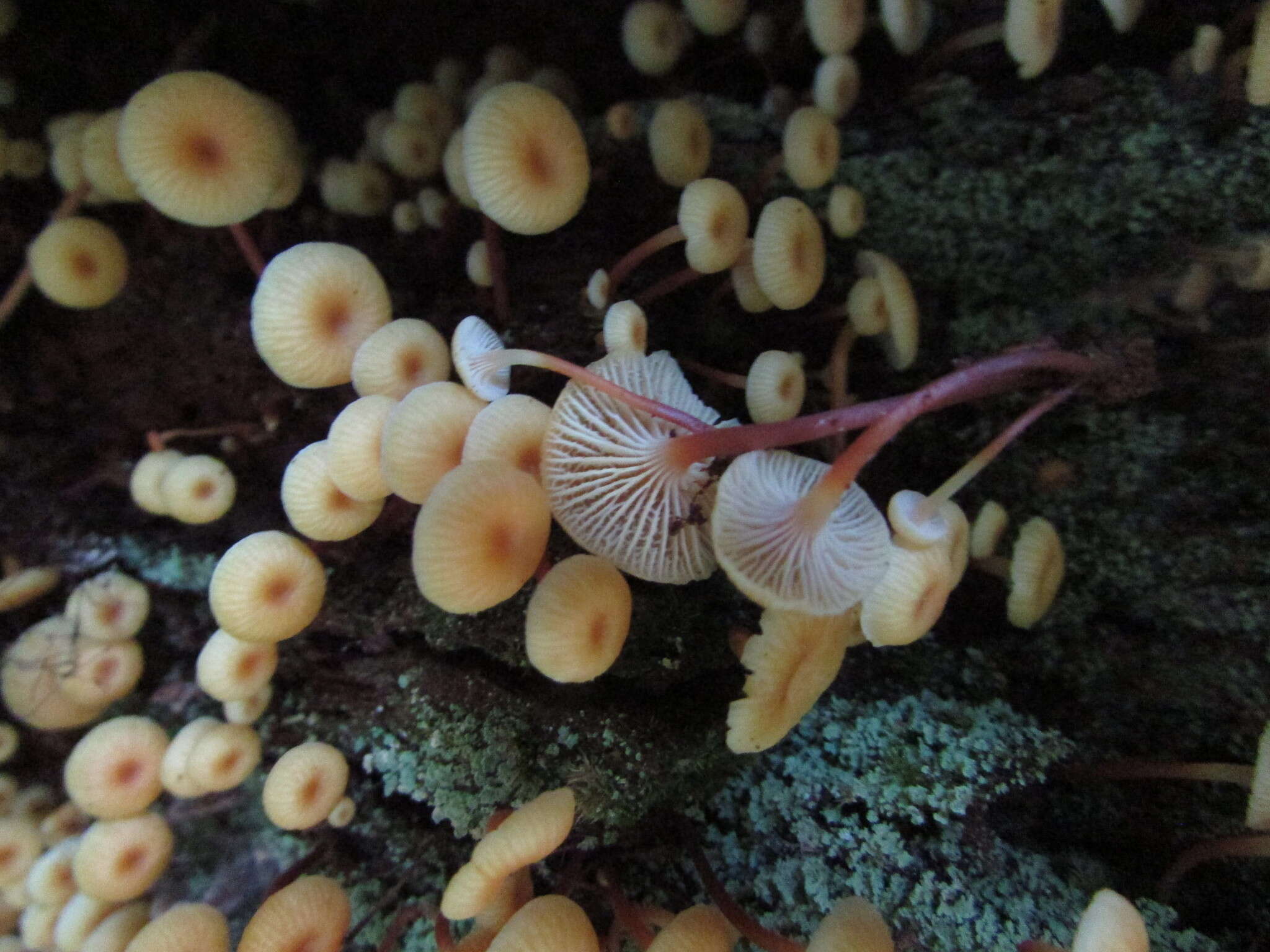 Image of Xeromphalina kauffmanii A. H. Sm. 1953