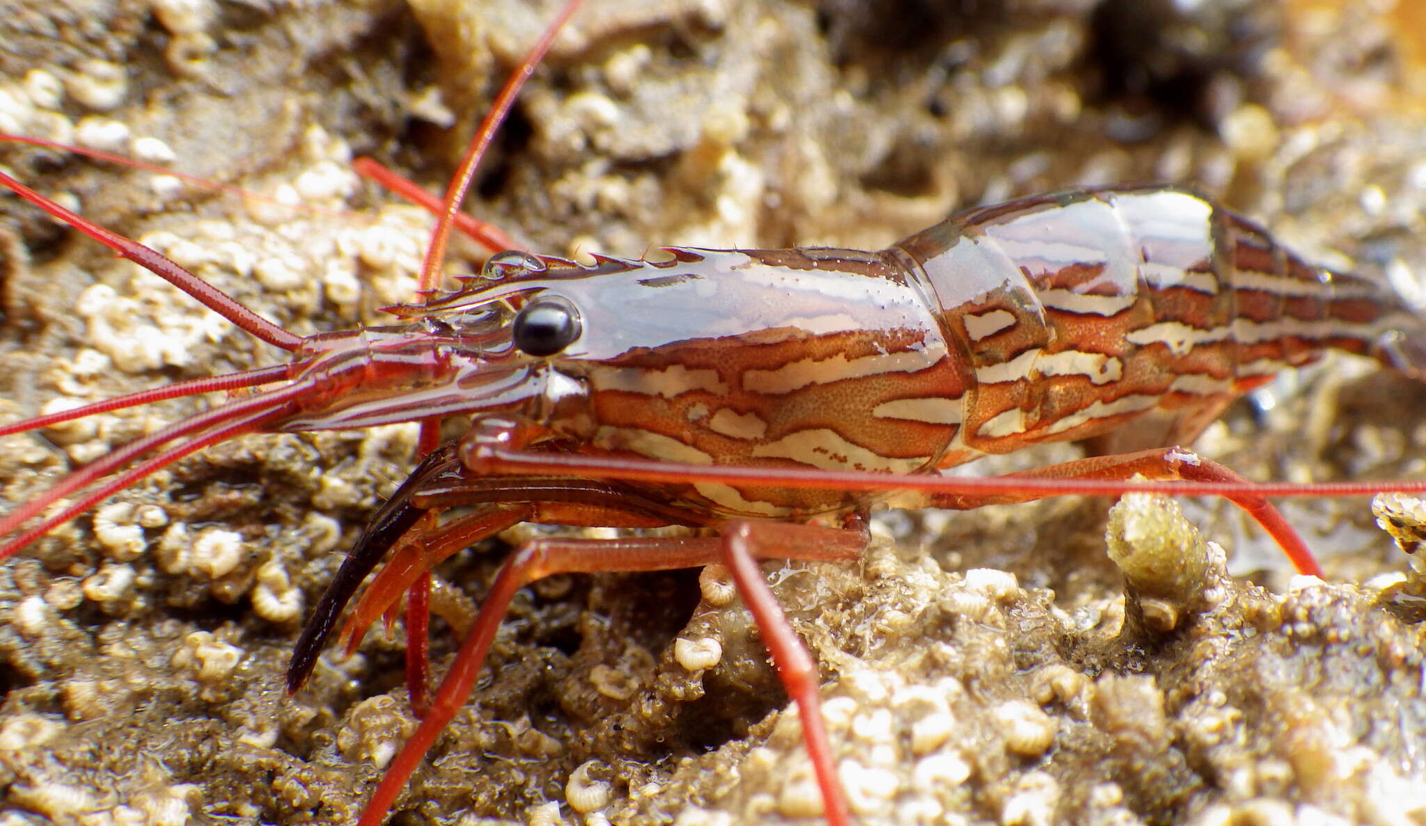 Image of red rock shrimp