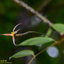 Imagem de Bulbophyllum macrochilum Rolfe