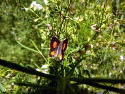 Image of Paralucia aurifer (Blanchard 1848)