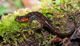 Image of Imitator Salamander