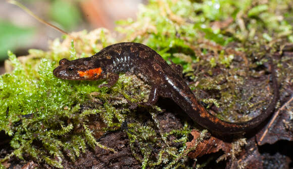 Image of Imitator Salamander