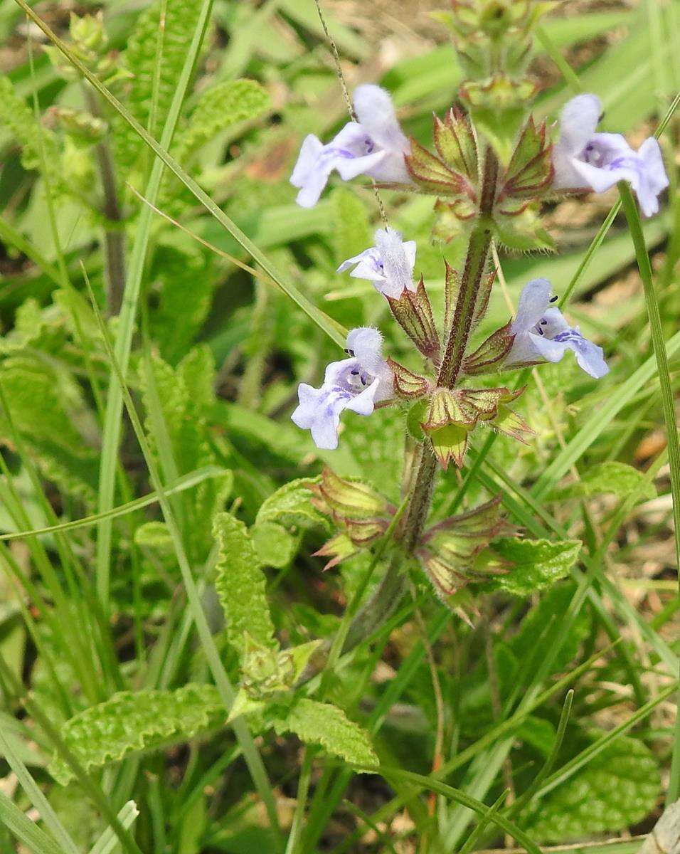 Imagem de Salvia repens Burch. ex Benth.