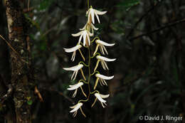 Dendrobium fractiflexum Finet的圖片