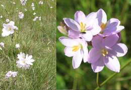 Image of Ixia orientalis L. Bolus