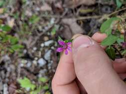 Image of blue waxweed