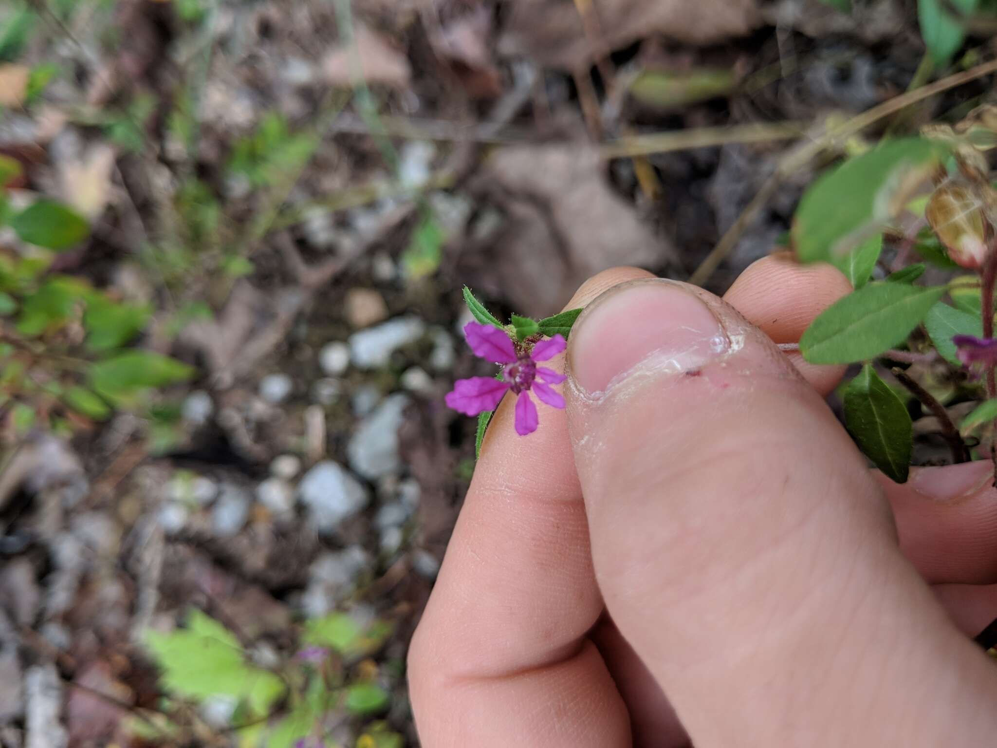 黏毛萼距花的圖片