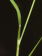 Sivun Muhlenbergia uniflora (Muhl.) Fernald kuva