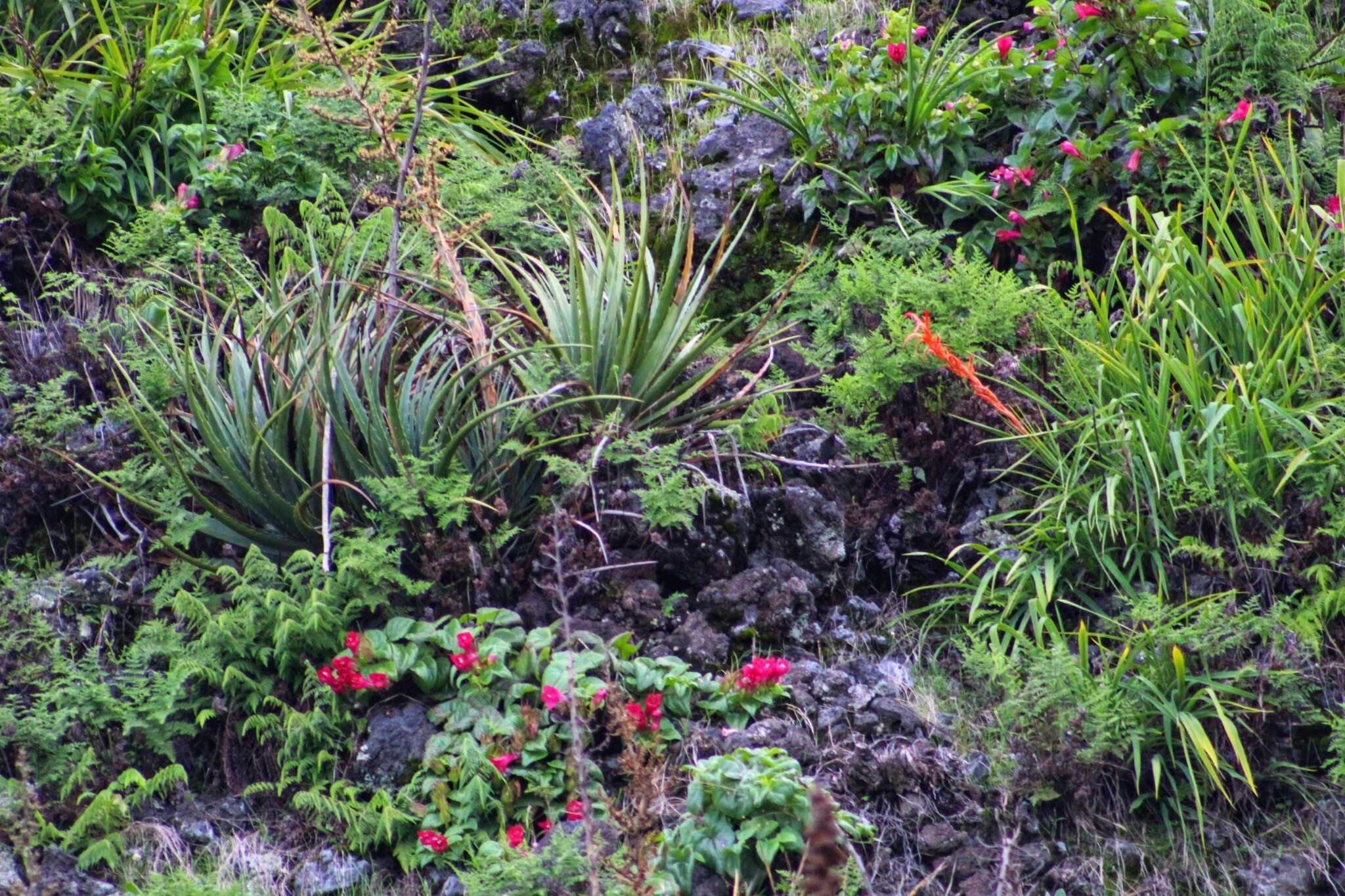 Image of Pitcairnia karwinskyana Schult. & Schult. fil.