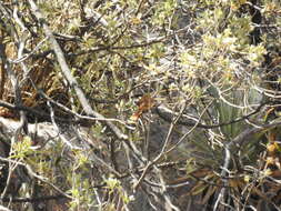 Image of Tawny Tit-Spinetail