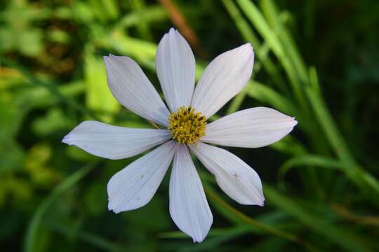 Image of Cosmos diversifolius Otto